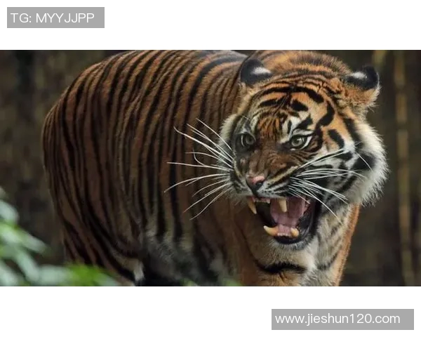 美洲虎与其他猛兽的对决揭示了自然界的生存法则与生态平衡的重要性